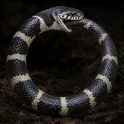 ChatGPT AI Image Prompts
